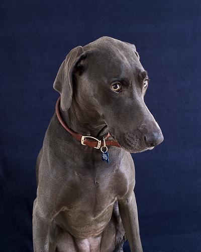Weimaraner additional photo