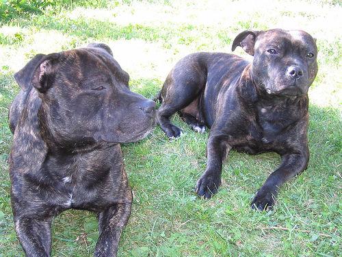 American Staffordshire Terrier additional photo