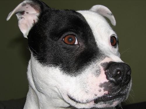 American Staffordshire Terrier additional photo