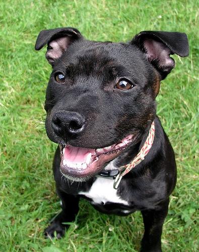 Staffordshire Bull Terrier additional photo