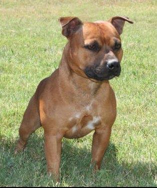 American Staffordshire Terrier additional photo