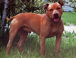 Bull Terrier (Miniature) additional photo