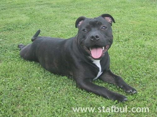 Staffordshire Bull Terrier additional photo