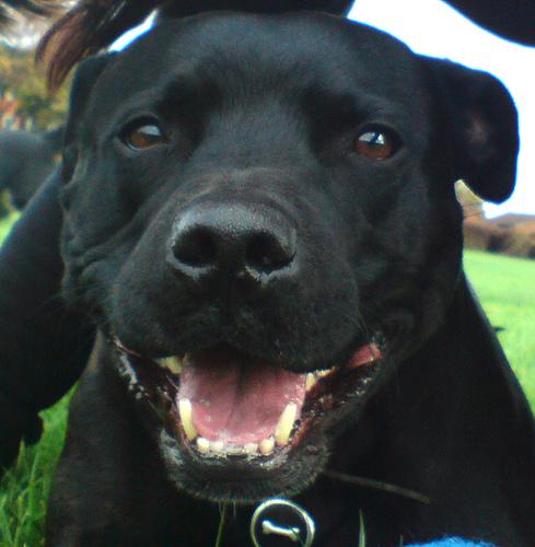 Staffordshire Bull Terrier additional photo