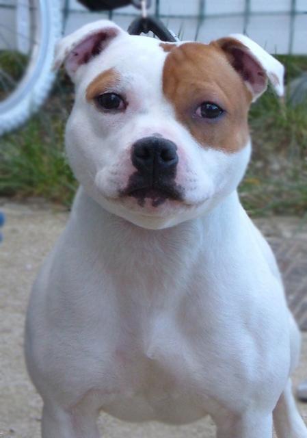 Bull Terrier additional photo