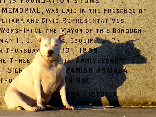 Bull Terrier additional photo