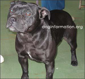 Staffordshire Bull Terrier additional photo
