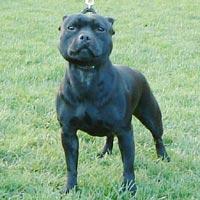 American Staffordshire Terrier additional photo