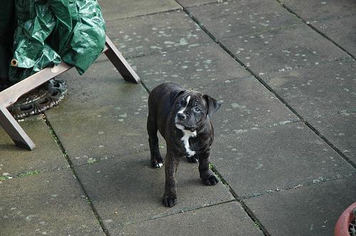 Bull Terrier additional photo