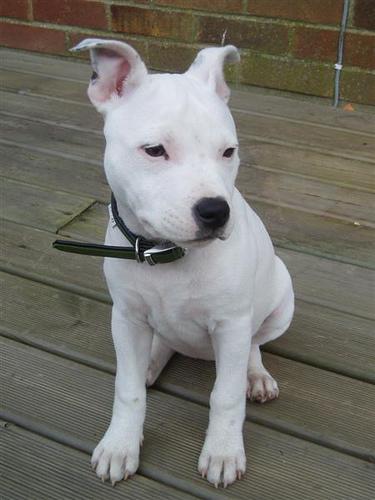 Bull Terrier additional photo