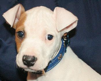 Bull Terrier (Miniature) additional photo