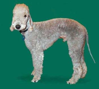 Bedlington Terrier additional photo