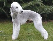 Bedlington Terrier additional photo