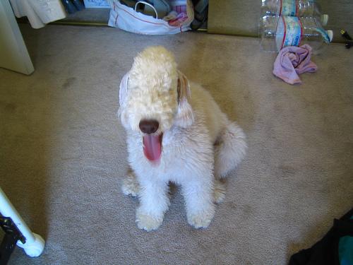 Bedlington Terrier additional photo