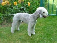Bedlington Terrier additional photo