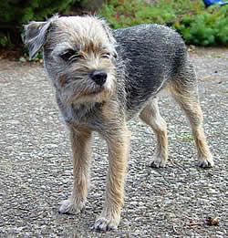 Border Terrier additional photo