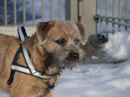 Border Terrier additional photo