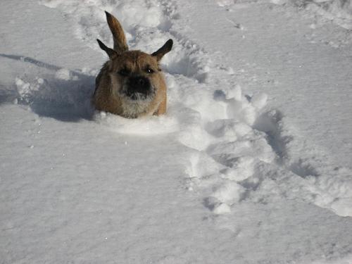 Border Terrier additional photo
