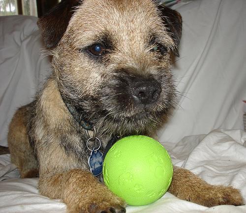 Border Terrier additional photo