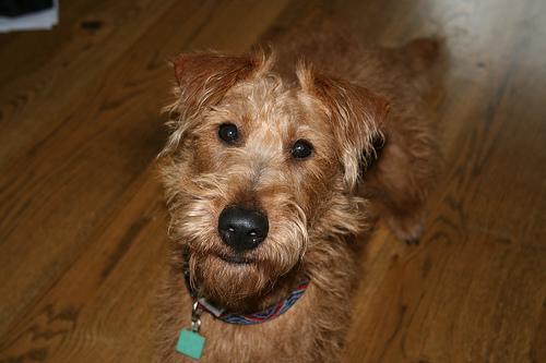 Glen of Imaal Terrier additional photo