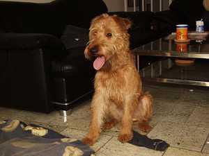 Glen of Imaal Terrier additional photo