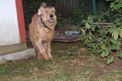 Irish Terrier additional photo