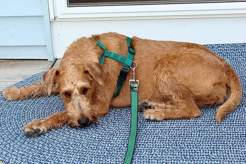 Irish Terrier additional photo
