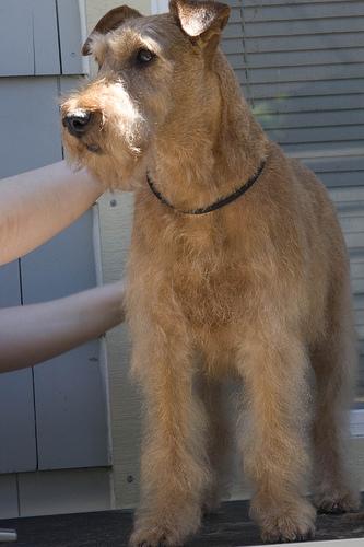 Irish Terrier additional photo