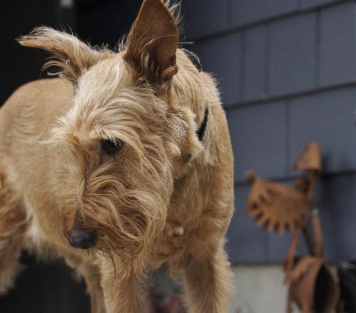Glen of Imaal Terrier additional photo
