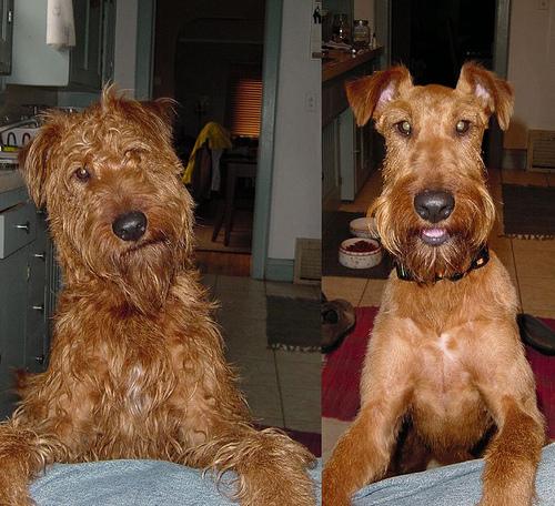 Irish Terrier additional photo