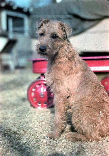 Glen of Imaal Terrier additional photo