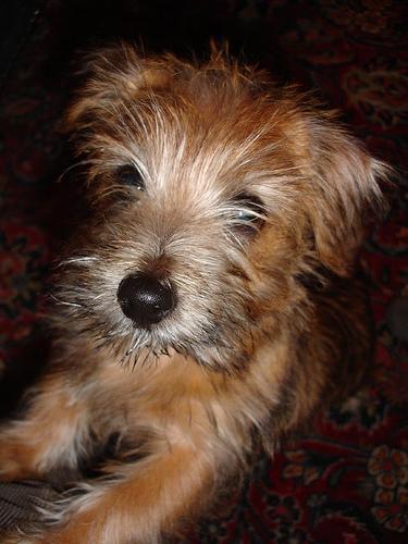 Norfolk Terrier additional photo