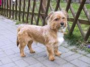 Norfolk Terrier additional photo