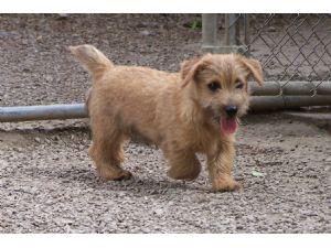 Norfolk Terrier additional photo