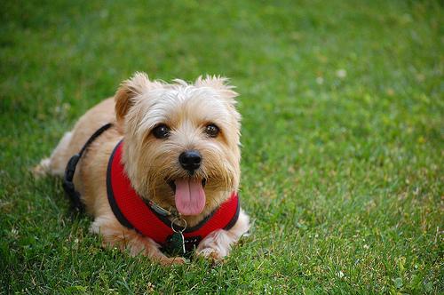 Norfolk Terrier additional photo