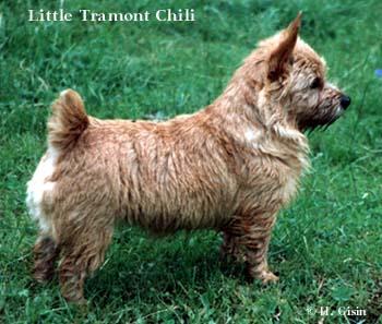 Norwich Terrier additional photo