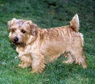Norwich Terrier additional photo