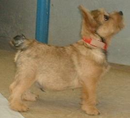 Norwich Terrier additional photo