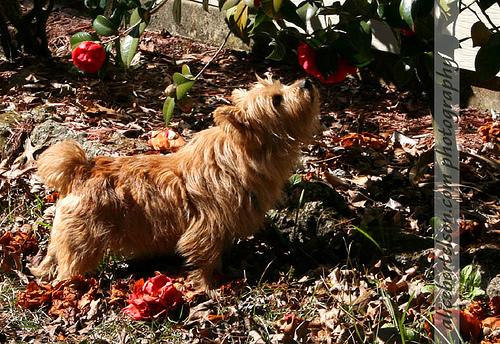 Norwich Terrier additional photo