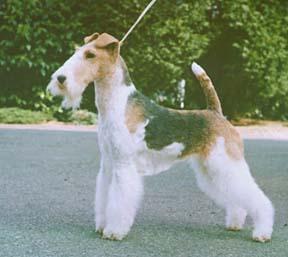 Wire Fox Terrier additional photo