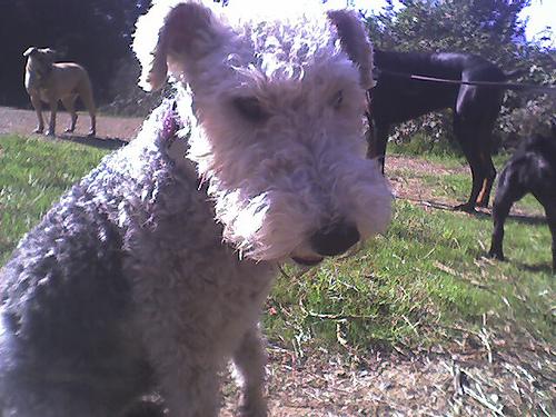 Wire Fox Terrier additional photo