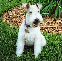 Wire Fox Terrier additional photo
