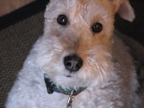 Wire Fox Terrier additional photo