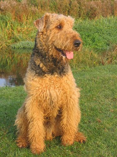 Airedale Terrier additional photo