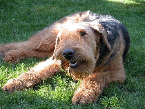 Airedale Terrier additional photo