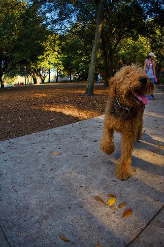 Airedale Terrier additional photo