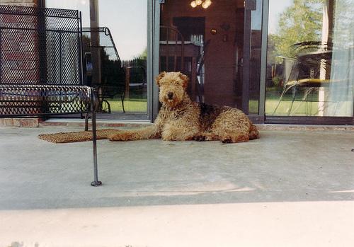 Airedale Terrier additional photo