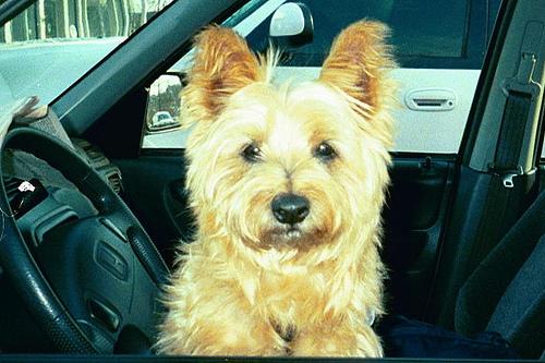 Cairn Terrier additional photo