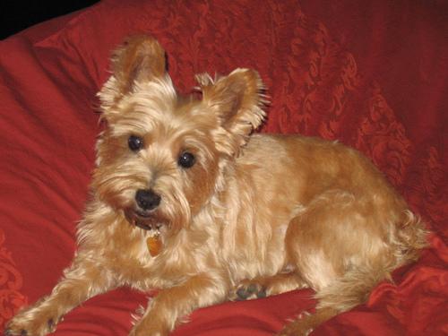 Cairn Terrier additional photo