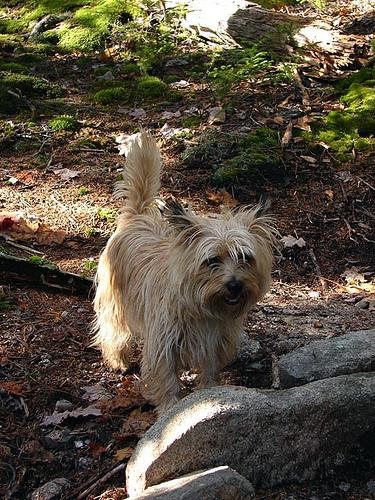 Cairn Terrier additional photo